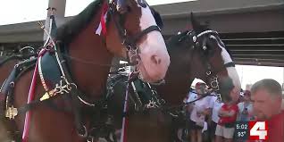 Budweiser Clydesdales resume annual tradition of appearing ...