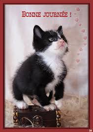 Résultat de recherche d'images pour "images gifs paniers de petits chats"