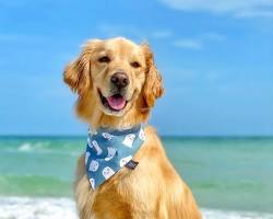 pet wearing a personalized collar and a person smilingの画像