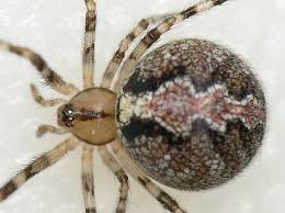 Image result for Theridion murarium