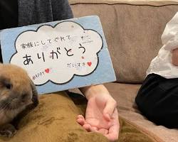 ホーランドロップと飼い主の画像