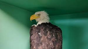 Beloved bald eagle Jackie's health condition worsens