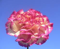 httpsencrypted-tbn3gstaticcomimagesqtbnANd9GcTMt5_z1gaHYvWRt7KpZsO1lCDzmlI3K90QQjAHI1jH5l-TbIUD