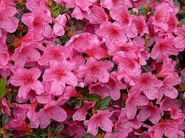 Image result for Azalea azaleas