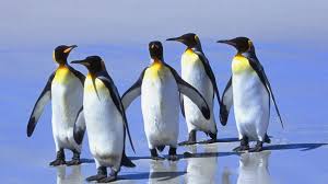 Resultado de imagen de Pinguinos