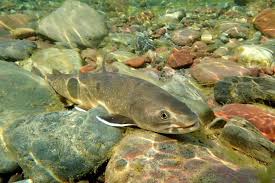 Species conflict in changing environments