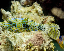 Peixe-Lixa