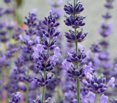 Resultado de imagem para FLORES PEQUENINAS