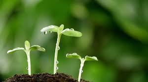 Image result for plants