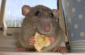 Image result for rat