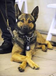 Image result for bomb sniffing dog images