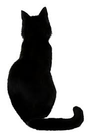 Image result for blaCK CAT