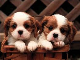 Image result for puppies