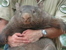 Image result for wombat