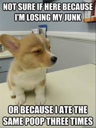 Image result for Animal Meme