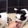 Story image for Best Pet Supplies Pet Bells Charms For Sale from Daily Mail
