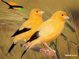 Hasil gambar untuk melihat alat kelamin kenari