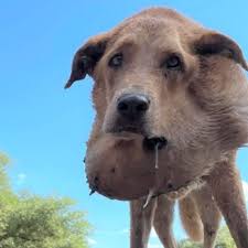 Common Things That Stress Dogs