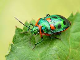 Image result for insect
