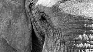 Revelan VIDEO del trágico momento en que un elefante enfurecido aplasta al millonario Ernie Dosio