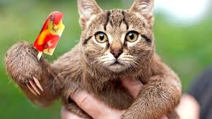 Hasil gambar untuk animal