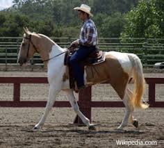 Image result for IRAN HORSES