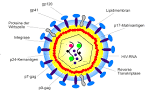 HI-Virus - DocCheck Flexikon