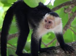 Image result for costa rica rain forest monkey