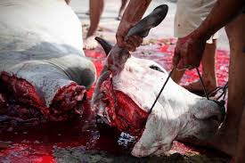 Image result for cow killings in bihar