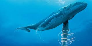 Image result for whale flipper