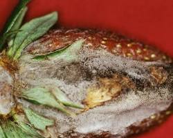 Immagine di Botrytis cinerea marciume grigio radicchio