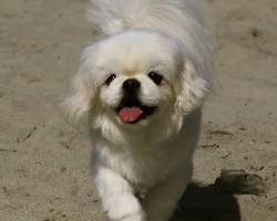 Hình ảnh về Chó Bắc Kinh