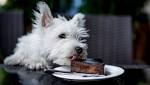  Chow down: Pets are now legally allowed in restaurants, but are they welcome?