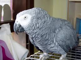 Image result for african grey parrot for sale