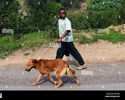 Image of Person walking dog