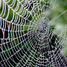Image result for spiders.