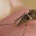 Local researchers plan Zika rapid diagnosis project