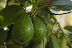Martha Stewart's Preferences, Avocado Growing, and Celebrity Brand Reactions