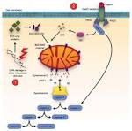 Activation of Bcl-2-Associated Death Protein and Counter