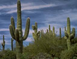 Image result for saguaro cactus