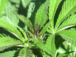 Image result for zinc burn in plants