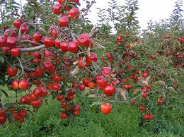 apple tree ile ilgili görsel sonucu