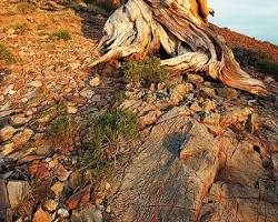 Image of Bristlecone Pine Forest, California