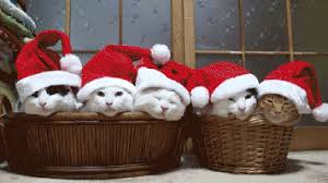 Image result for christmas animals