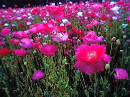 نتيجة بحث الصور عن ‪photos de fleurs‬‏