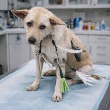 Dog survives animal cruelty and heals