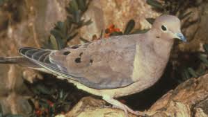 Image result for mourning dove