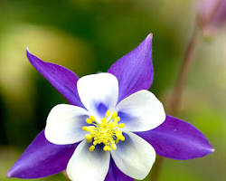 Image de Columbine (Aquilegia) flower