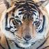 International Tiger Day: National Zoo in Canberra joins Sumatran ...