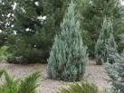 Yearning for Tuscany? Try Woodward columnar juniper Plant Select